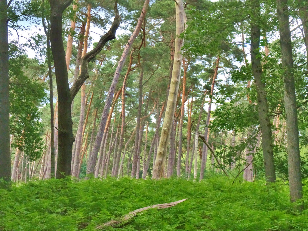 DSC08331c.JPG